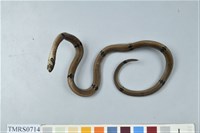 藏品(赤腹松柏根)的圖片